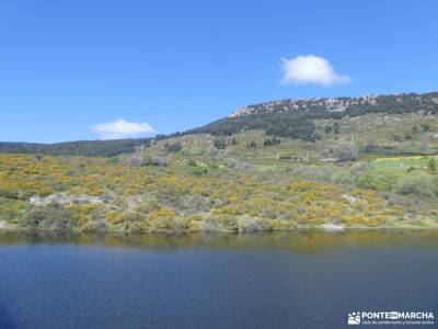 En amarillo, Floración del Cambroño; fotos cartagena murcia sierra cantabria rioja ruta de los monas